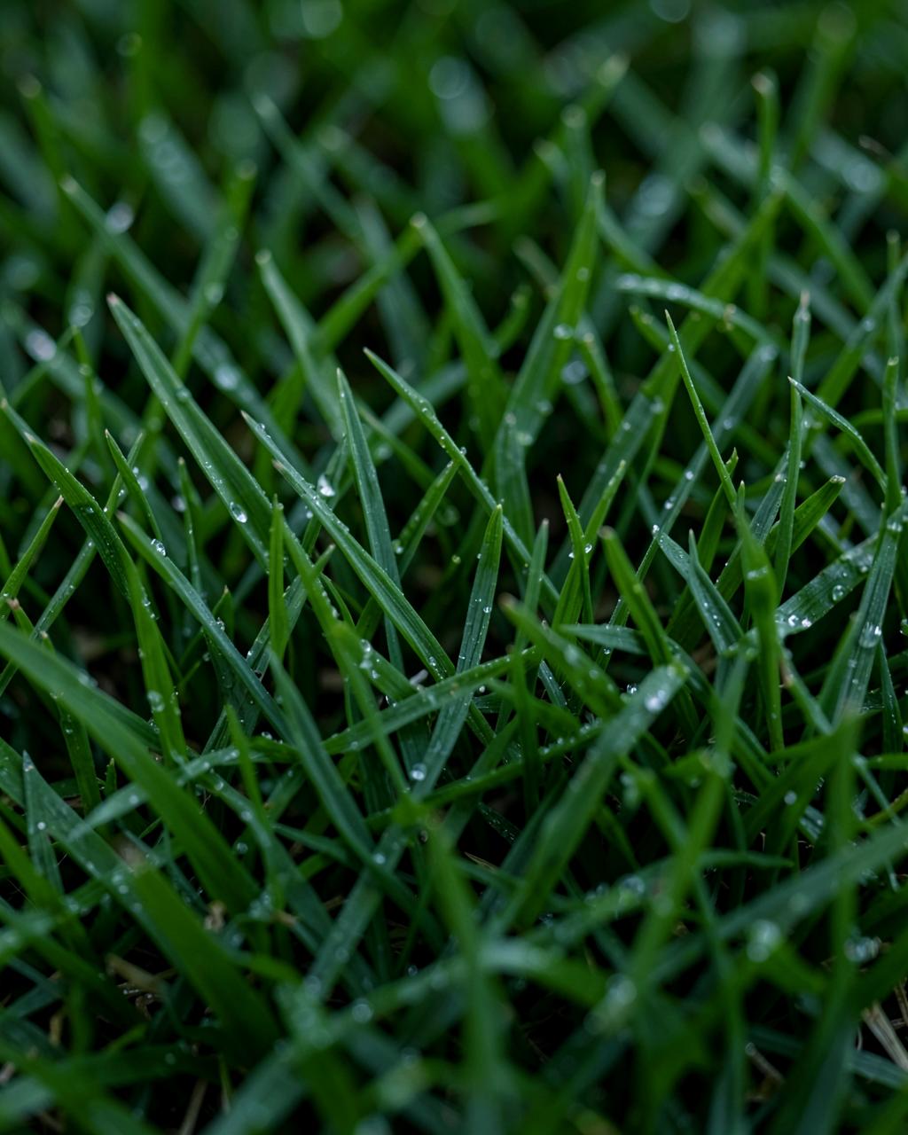 Lawn Health & Fertilization